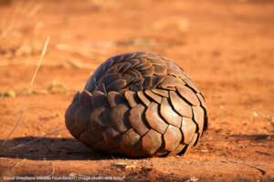 Pangolin - Credit Will Riley