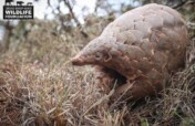 Protecting Pangolins