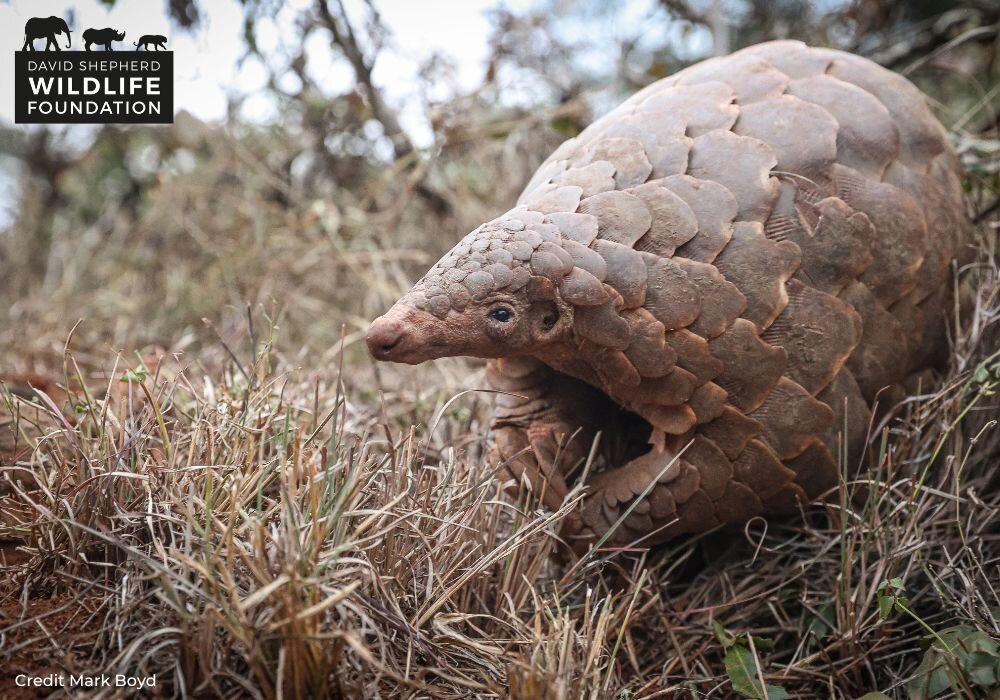 Protecting Pangolins