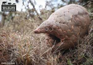 Protecting Pangolins