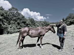 Shiza resting on the pasture and enjoying brushing
