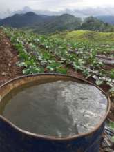 Growing open pollinated vegetables
