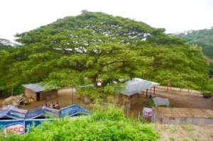 The "Saman" tree that inspired it all