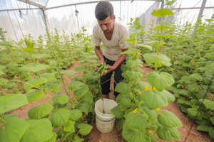 Harvesting cucumbers in Gaza farm