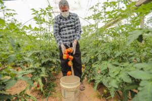 Fresh tomatoes from local farmers