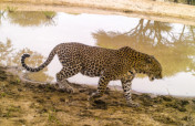 Leopard Research - Conservation Camera Traps