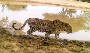 Leopard Research - Conservation Camera Traps