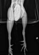 X-ray of Lionface's injured leg