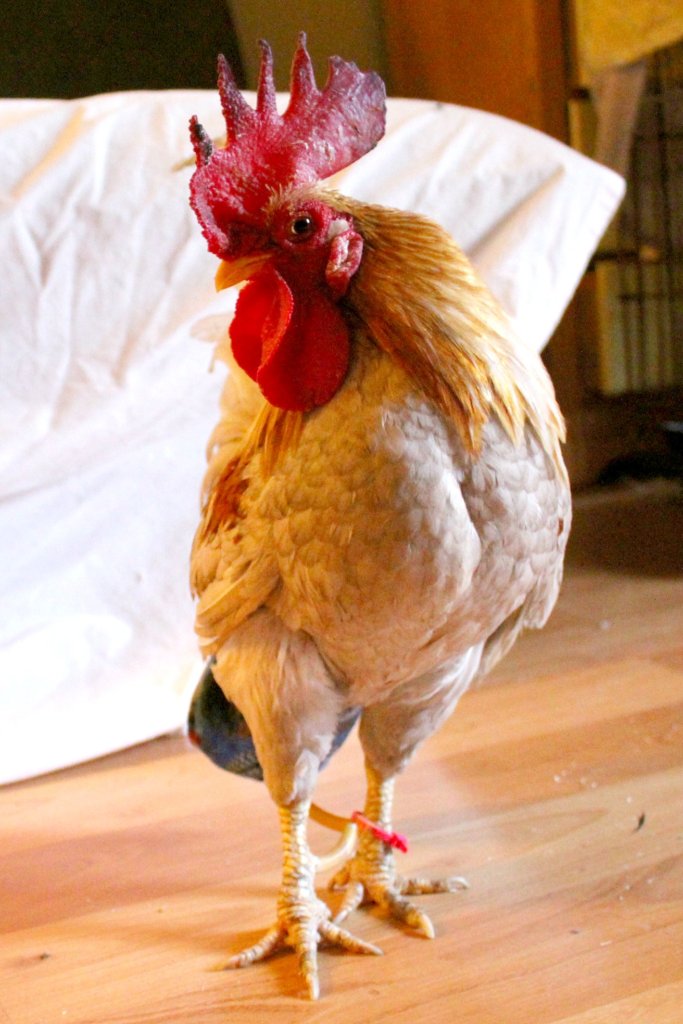 Rescue and Rehab for Dumped Roosters