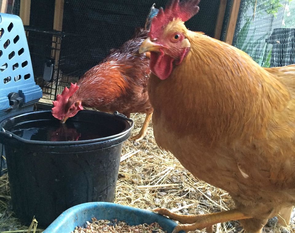 Rescue and Rehab for Dumped Roosters