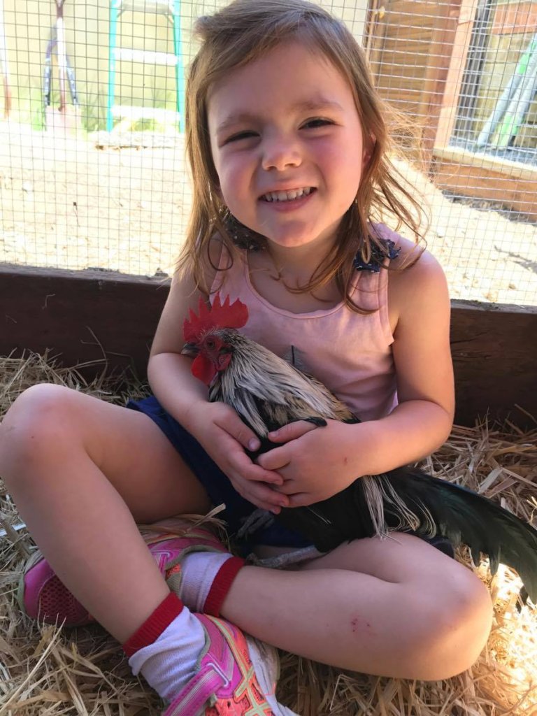 Rescue and Rehab for Dumped Roosters