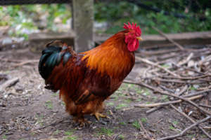 Even adorable little fluffy roosters are dumped!