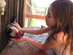 Rescue and Rehab for Dumped Roosters