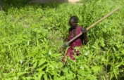 Support 60 farmers in Aweil