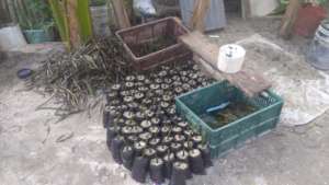 Mangrove seeds