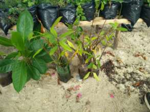 Replenishing depleted mangroves
