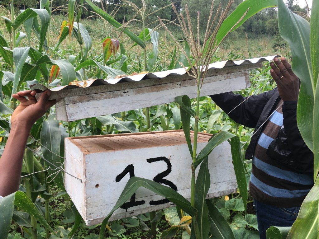 Bees Saving Elephants in Kenya