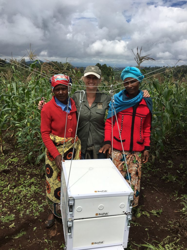 Bees Saving Elephants in Kenya