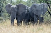 Bees Saving Elephants in Kenya