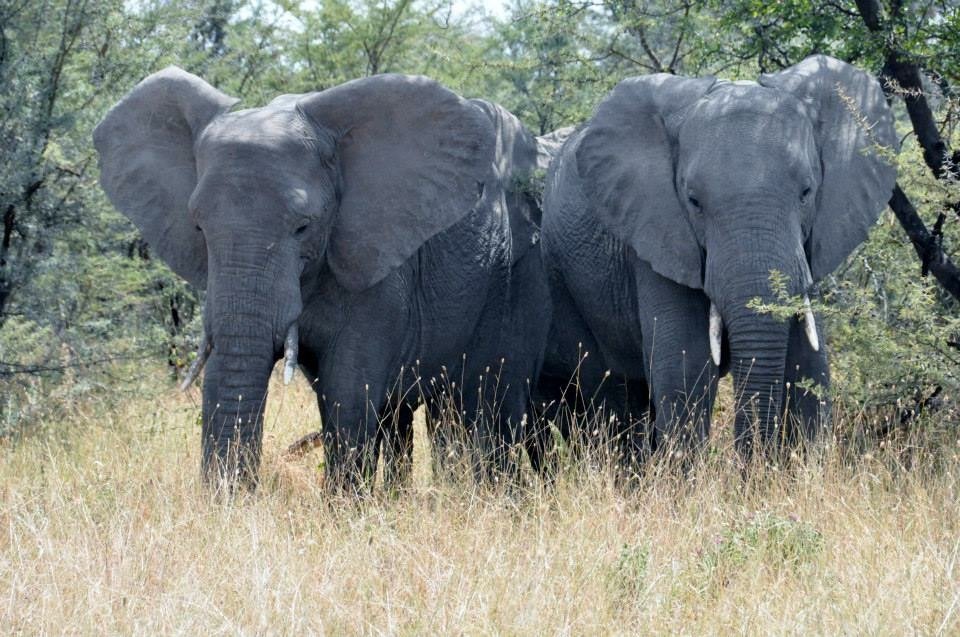 Bees Saving Elephants in Kenya
