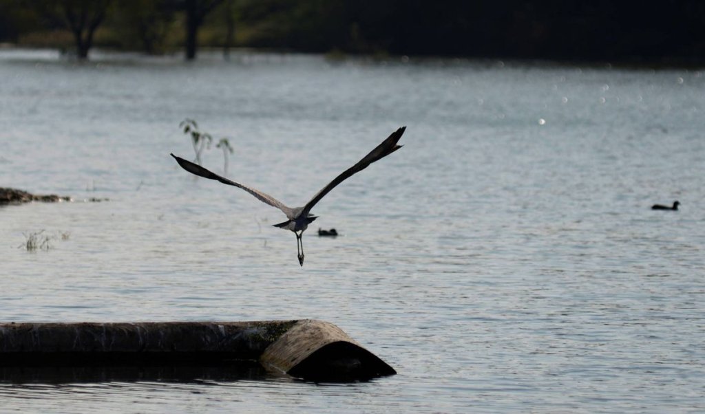 Dams that Save Lives
