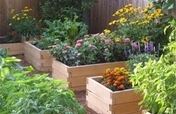 Horticulture Therapy for Chicago Dementia Patients