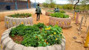 Black Mamba Community Garden
