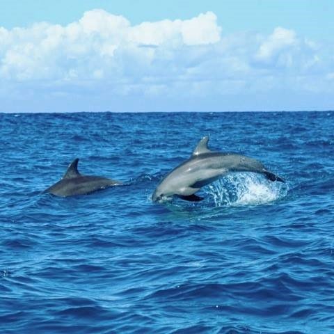 Ethical Dolphin Tour Workshops and Conservation