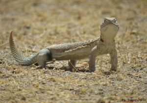 Indian Spiny Tailed Lizard