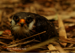 Injured Amur falcon