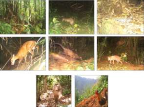 Camera trap images of the biodiveristy in Dampa
