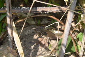 A snare set up by hunters in Dampa region