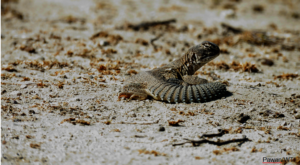 Indian Spiny Tail Lizard