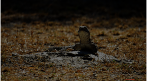 Indian Spiny Tail Lizard close up