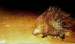 Camera Trap photo - Indian Crested Porcupine