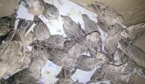 Saved larks before release back into the wild