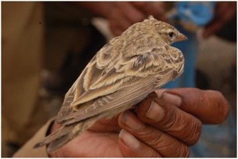 A rescued Greater short-toed lark