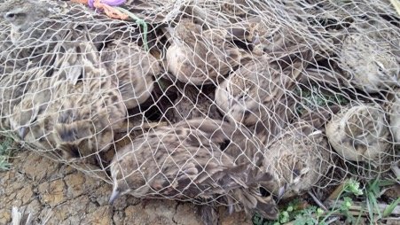 Short-toed larks trapped in a mist net