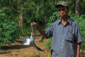 Amur falcon hunting