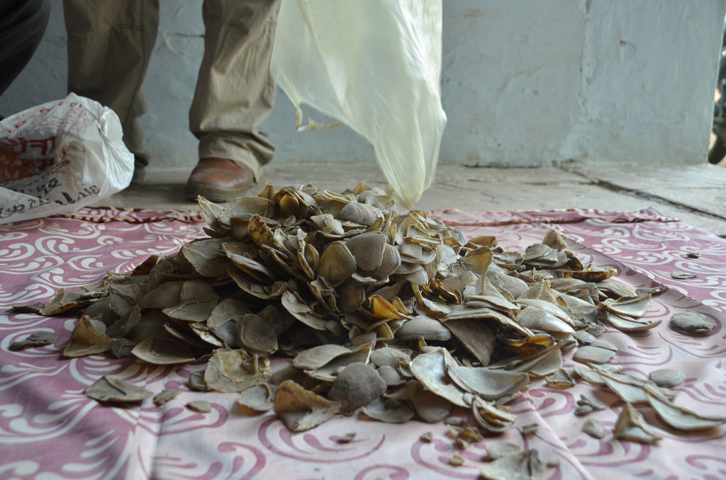 Stop the Hunting of Wildlife in India