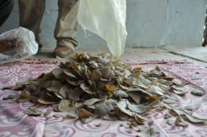 Pangolins hunted in huge number for their scales.