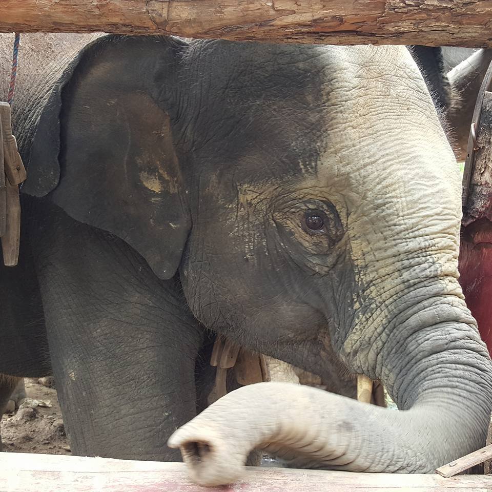 Help 3,000 Elephants/10,000 Villagers in Myanmar