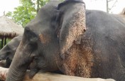 Help 3,000 Elephants/10,000 Villagers in Myanmar
