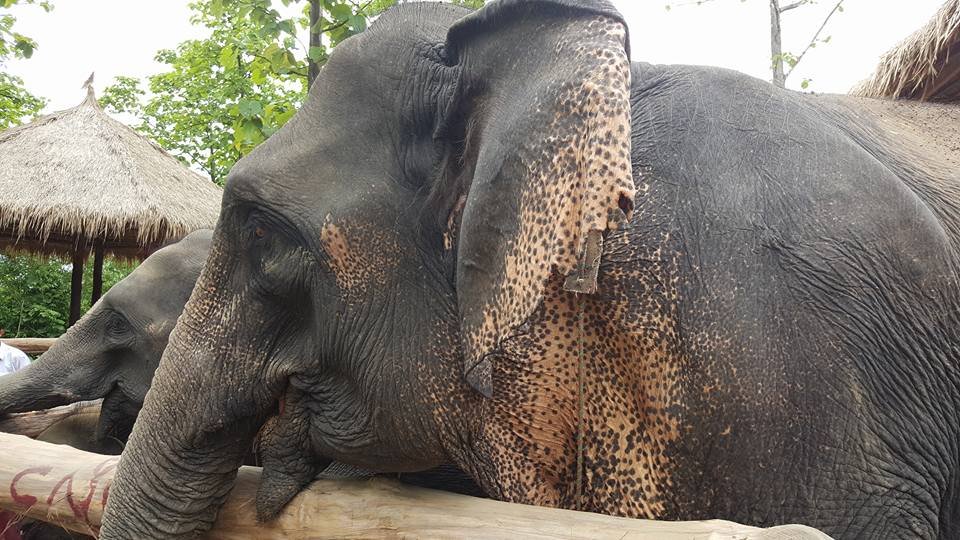 Help 3,000 Elephants/10,000 Villagers in Myanmar