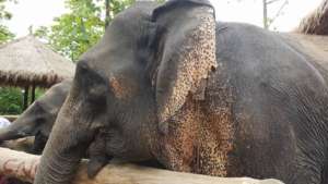 Help 3,000 Elephants/10,000 Villagers in Myanmar