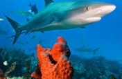 Save Sharks and Restore Our Oceans