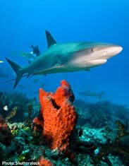 Save Sharks and Restore Our Oceans