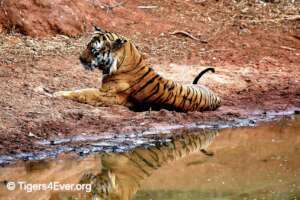 Reflection - Alpha Male Pujari