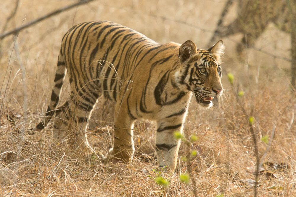 Reports on Saving Bandhavgarh's Wild Tigers from Poachers - GlobalGiving
