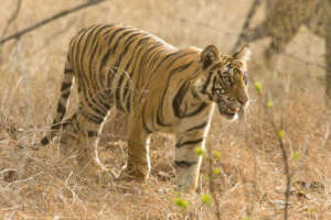 Sub-Adult Tigers need Territory